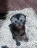 Котёнок вислоухий шотландский - Речица - 243353 - Доска объявлений Kupika.by
