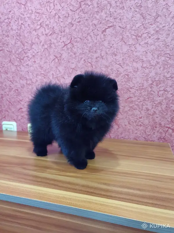 Померанский шпиц