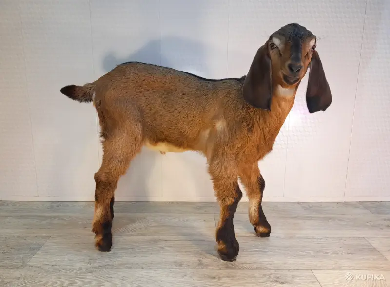 Англо-нубийский 100% ЧП козлик - Вся Беларусь - 242645 - Доска объявлений Kupika.by - Фото 3