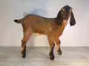 Англо-нубийский 100% ЧП козлик - Вся Беларусь - 242645 - Доска объявлений Kupika.by - Фото 3
