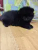 Мальчики померанский шпиц - Вся Беларусь - 242129 - Доска объявлений Kupika.by - Фото 5