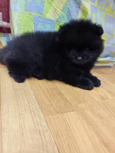 Мальчики померанский шпиц