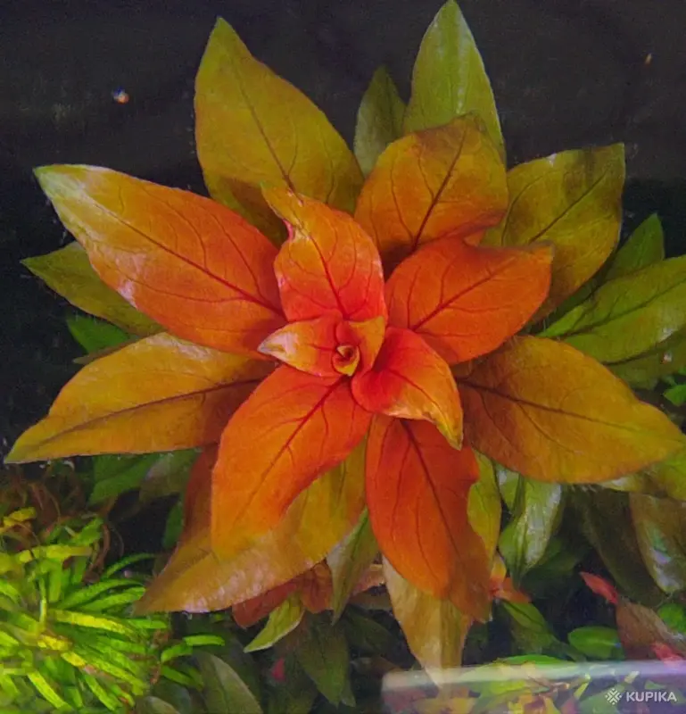 Аквариумистика - Аквариумные растения - Вся Беларусь - Фото 5 Аквариумные растения - Вся Беларусь - 242937 - Доска объявлений Kupika.by - Фото 5