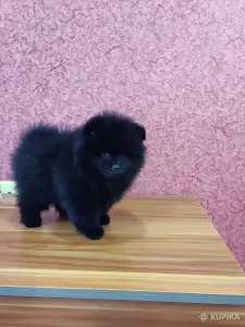 Померанский шпиц