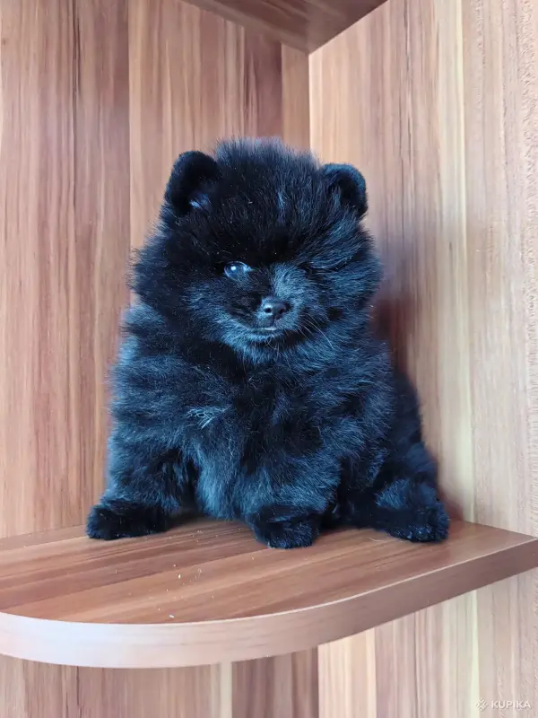 Собаки - Мальчик померанский шпиц. - Вся Беларусь - Фото 2 Мальчик померанский шпиц. - Вся Беларусь - 242905 - Доска объявлений Kupika.by - Фото 2