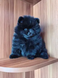 Мальчик померанский шпиц.