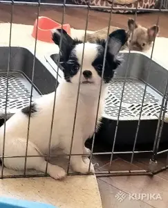 Чихуахуа мальчик красавчик бело-черный  и шоколадные девочки мини
