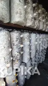 Грибные блоки вешенки. - Вся Беларусь - 243227 - Доска объявлений Kupika.by - Фото 2