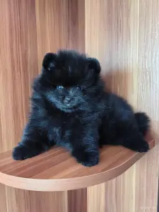 Мальчик померанского шпица.