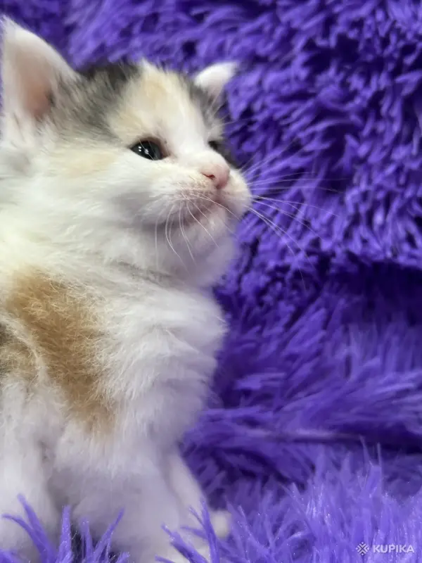 Мейн-Кун котята - Вся Беларусь - 243533 - Доска объявлений Kupika.by - Фото 9