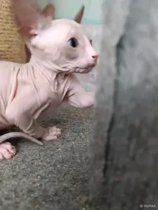 Донской сфинкс