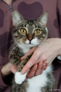 Михалина - полосатая милашка