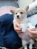 Вельш корги  пемброк щеночки - Вся Беларусь - 244766 - Доска объявлений Kupika.by - Фото 2