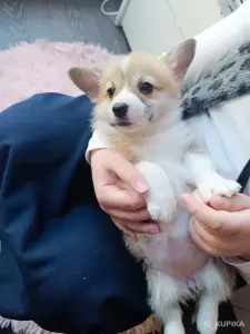 Вельш корги  пемброк щеночки