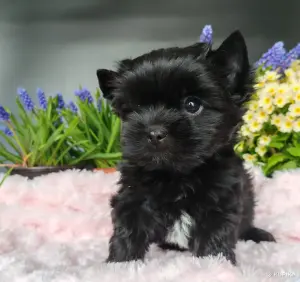 Чёрный йоркширский терьер мальчики