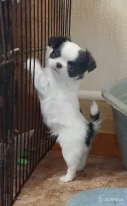 Чихуахуа мальчик красавчик бело-черный  и шоколадные девочки мини