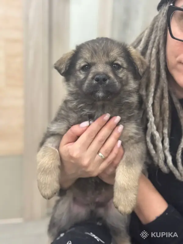 Джина и ее щенки (2 месяца) ищут дом - Вся Беларусь - 247216 - Доска объявлений Kupika.by - Фото 6