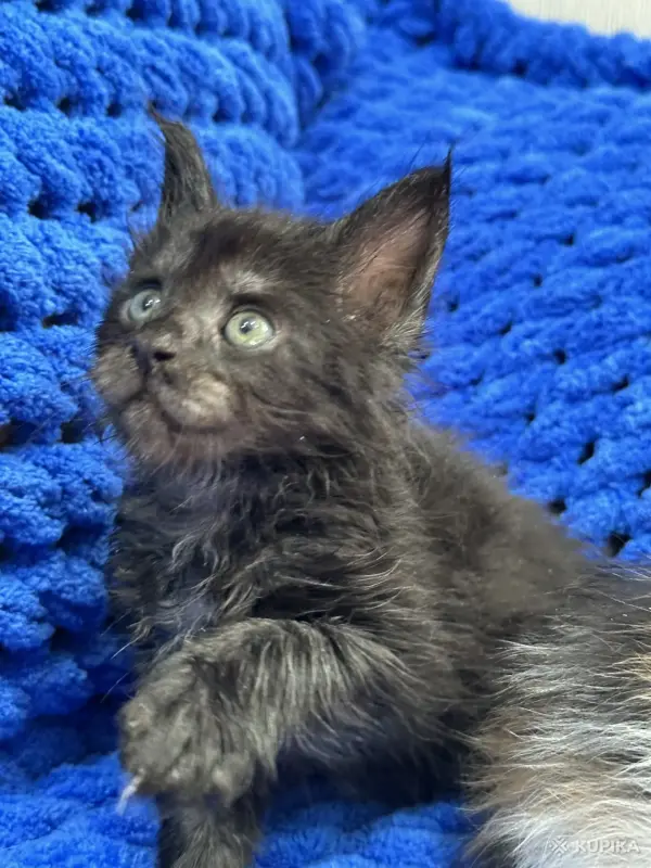 Мейн-Кун котята - Вся Беларусь - 244935 - Доска объявлений Kupika.by - Фото 12