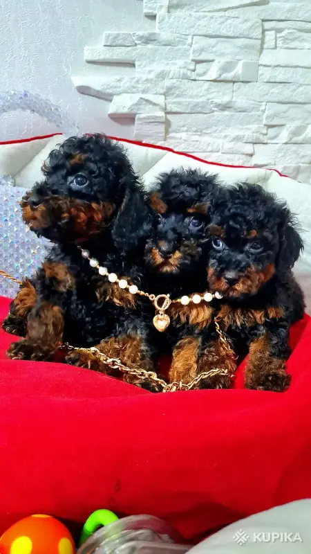 Той пудели. Мальчик и 2 девочки, чёрно-подпалые. - Вся Беларусь - 244587 - Доска объявлений Kupika.by - Фото 6