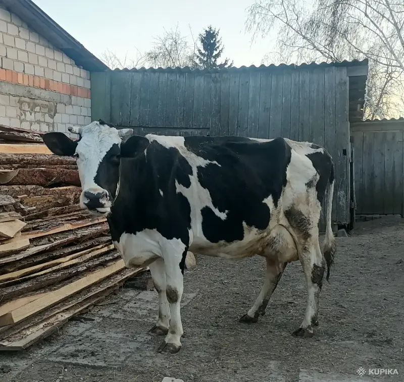 Корова, телёнок, доильный аппарат