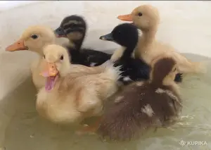 мускусные утята индоутята