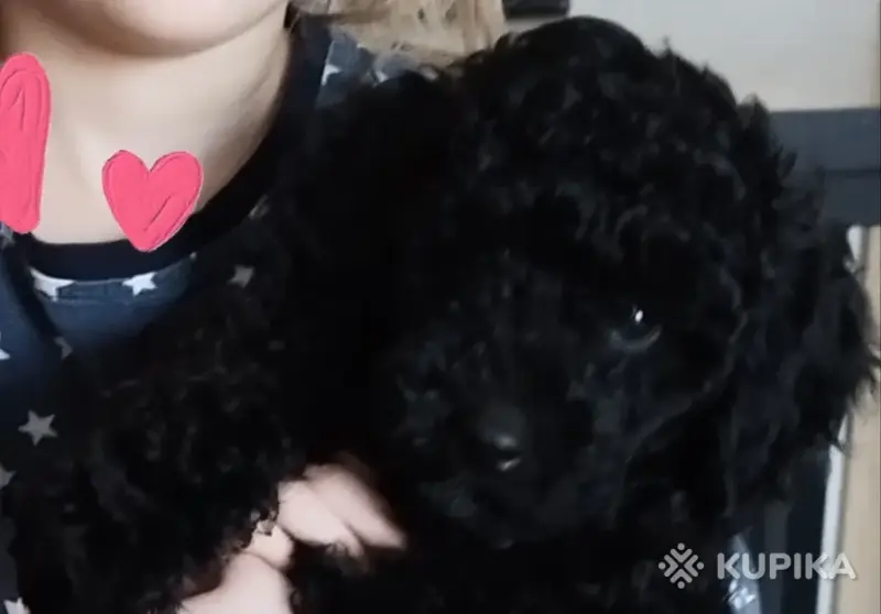 Щенок той пудель