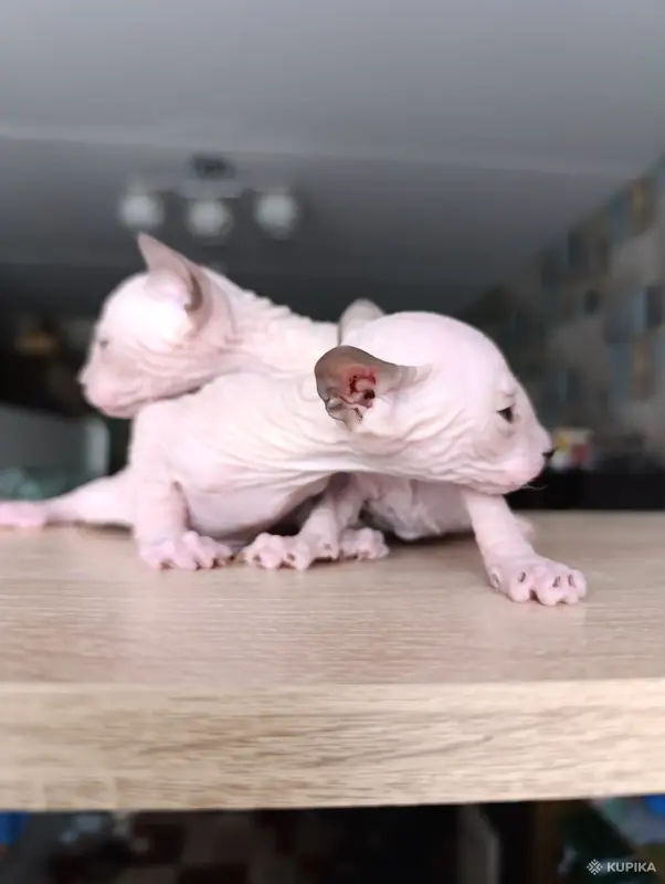 Кошки - Донской сфинкс - Вся Беларусь - Фото 3 Донской сфинкс - Вся Беларусь - 243499 - Доска объявлений Kupika.by - Фото 3