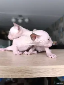 Донской сфинкс