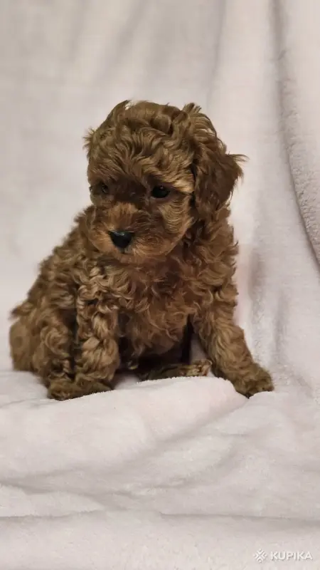 Собаки - Карликовый(той) пудель - Вся Беларусь - Фото 6 Карликовый(той) пудель - Вся Беларусь - 243690 - Доска объявлений Kupika.by - Фото 6