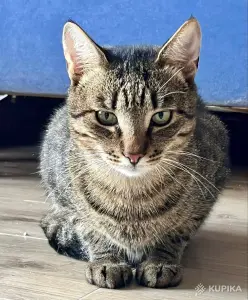 Тим в любящие