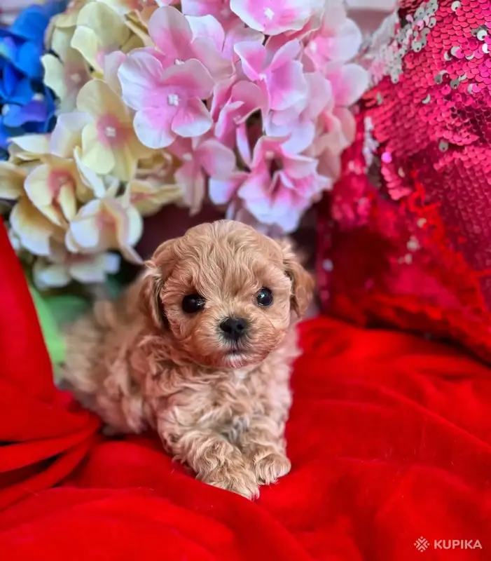 Мальтипу пушоны той пудель Китай микро и мини премиум - Вся Беларусь - 242928 - Доска объявлений Kupika.by - Фото 7