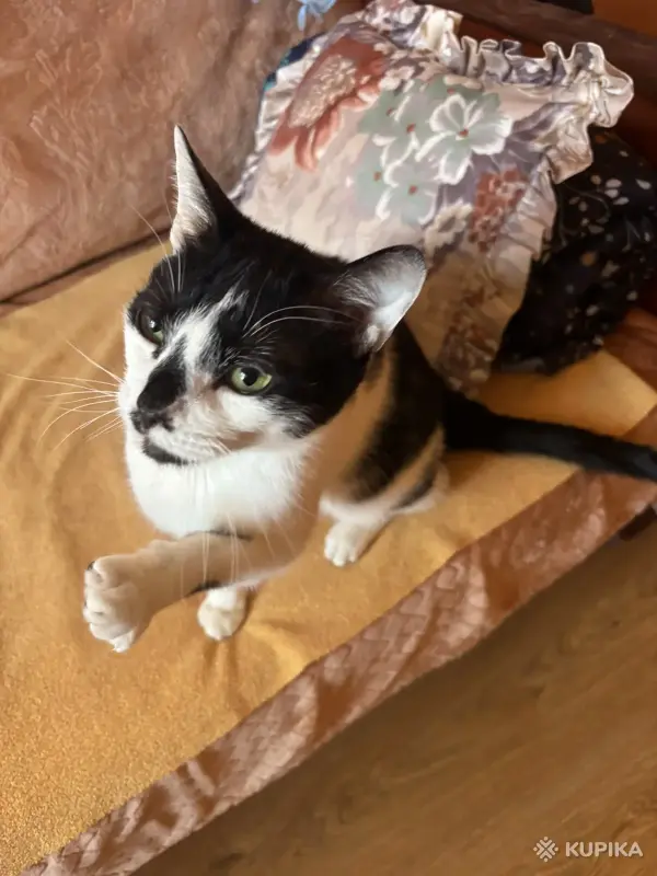 Ося ждёт мампап