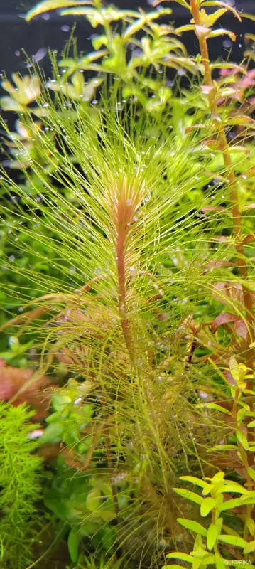 Аквариумные растения