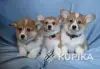 Вельш корги пемброк щенки - Вся Беларусь - 242598 - Доска объявлений Kupika.by