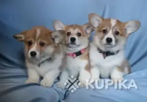 Вельш корги пемброк щенки