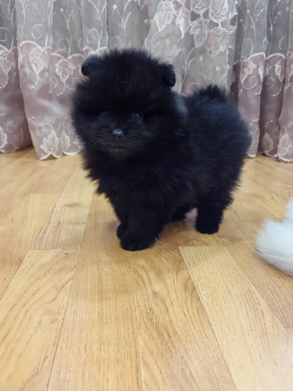 Шпиц- мальчик