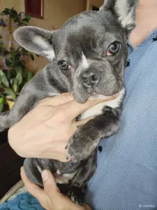 Французский бульдог девочка. Доставка.