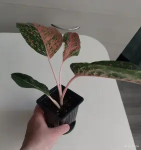 Аглаонема Лак Саб