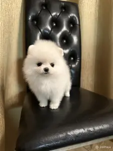 Померанский шпиц