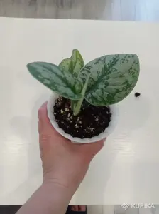 Сциндапсус пиктус Треби