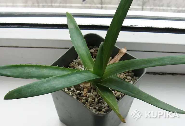 Алое Ellenbeckii (Asph.) - Вся Беларусь - 243727 - Доска объявлений Kupika.by - Фото 3