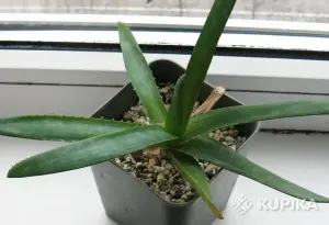 Алое Ellenbeckii (Asph.)