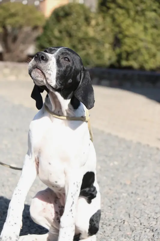 Щенок Английского пойнтера - Вся Беларусь - 243411 - Доска объявлений Kupika.by - Фото 4