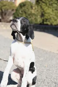 Щенок Английского пойнтера