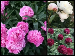 Многолетние растения