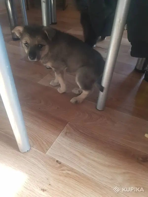 Джина и ее щенки (2 месяца) ищут дом - Вся Беларусь - 247216 - Доска объявлений Kupika.by - Фото 7