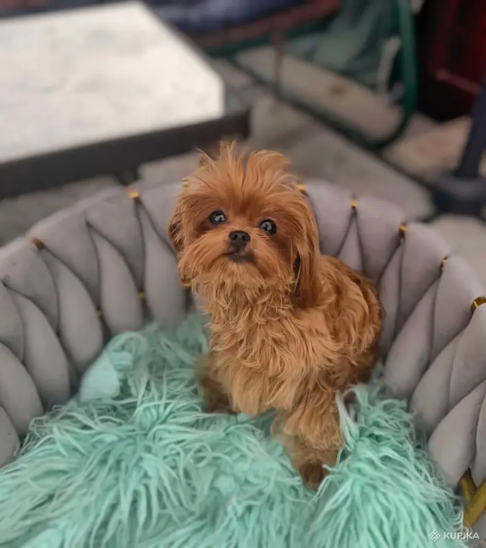 Мальтипу пушоны той пудель Китай микро и мини премиум - Вся Беларусь - 242928 - Доска объявлений Kupika.by - Фото 6