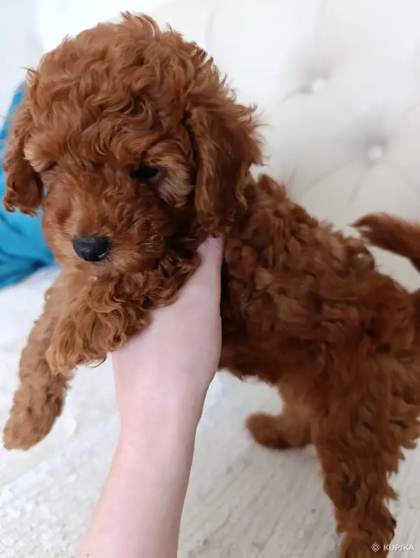 Собаки - Девочка той-пудель - Вся Беларусь - Фото 2 Девочка той-пудель - Вся Беларусь - 242726 - Доска объявлений Kupika.by - Фото 2