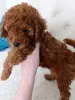 Собаки - Девочка той-пудель - Вся Беларусь - Фото 2 Девочка той-пудель - Вся Беларусь - 242726 - Доска объявлений Kupika.by - Фото 2