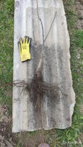 Грецкий орех сортовой